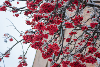 Red juicy rowan in bunches in winter under the snow