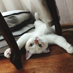 High angle portrait of cat relaxing on floor at home