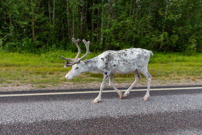 White reindeer in profile walking on the road between forests