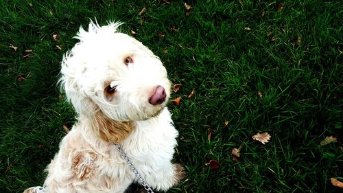Portrait of white dog on grassy field