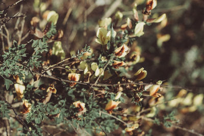 Close-up of insect on plant