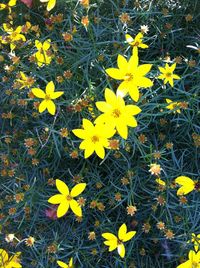 flowering plant