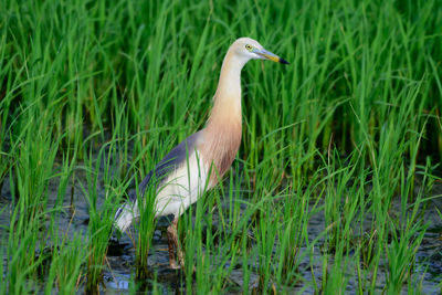 View of a duck in water