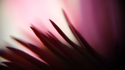 Cropped image of flower petals