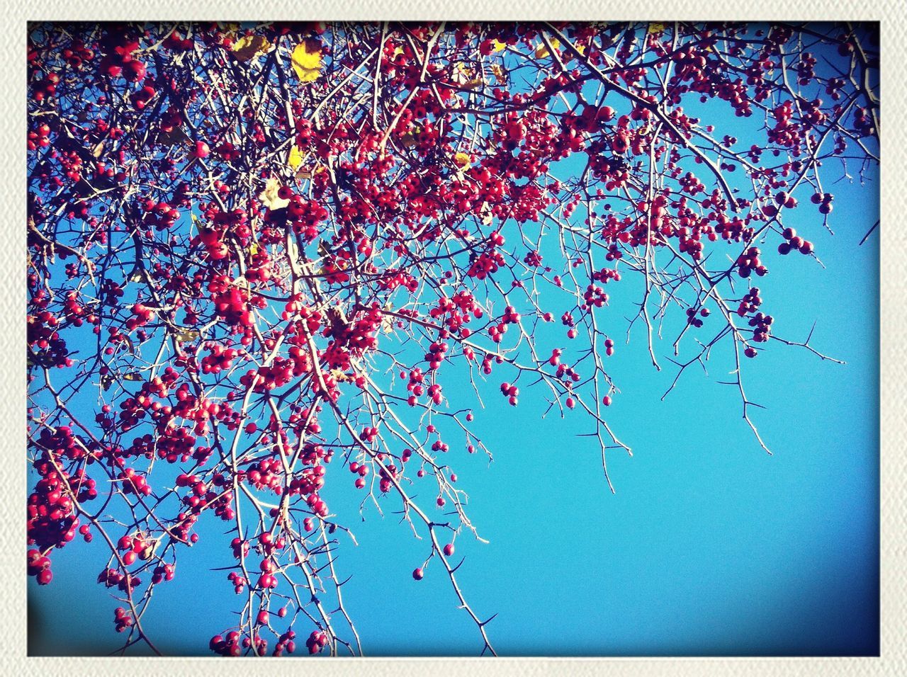 transfer print, auto post production filter, branch, flower, tree, low angle view, growth, nature, fragility, pink color, beauty in nature, purple, no people, sky, freshness, outdoors, decoration, day, blue, close-up