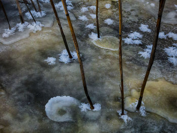 Close-up of snow on tree