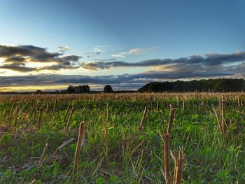 Crops growing on field against sky during sunset