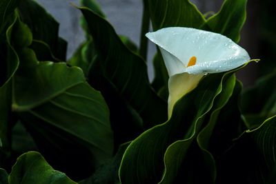 Close-up of flower blooming outdoors