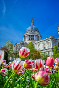 Pink flowering plants in front of building