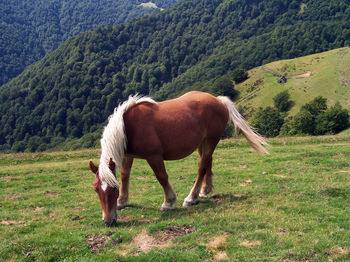 Horse standing on field against trees