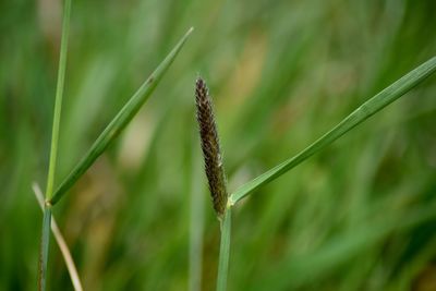 Close-up of stalks against blurred background