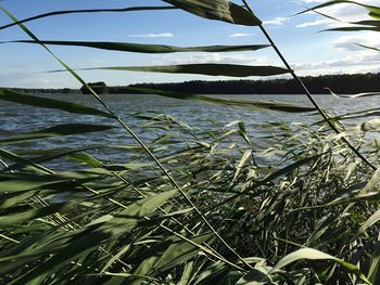 Plants growing in water