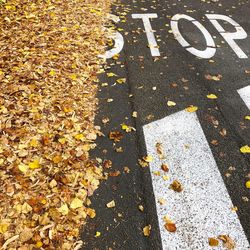High angle view of autumn leaves falling on road