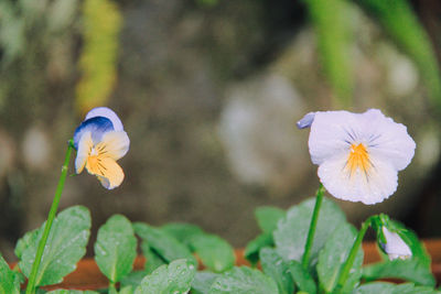 Close-up of flower blooming outdoors