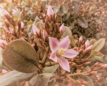 Close-up of flowers