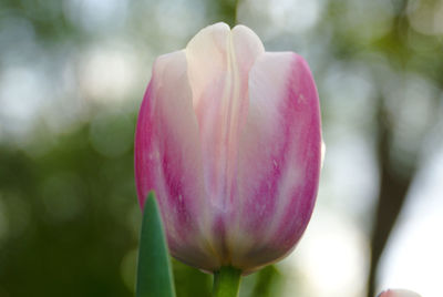 Close-up of pink tulip