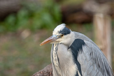 Close-up of a bird looking away