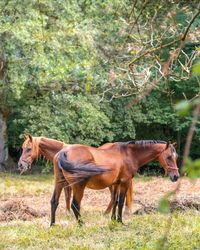 Horse standing in a field