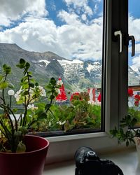 Potted plants against window