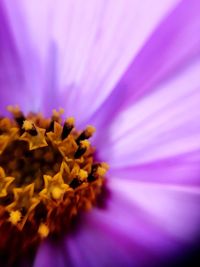 Close-up of purple flower blooming outdoors