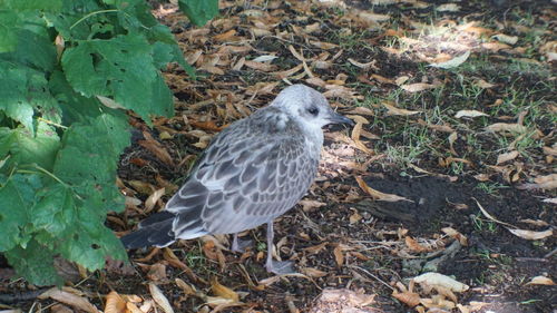 High angle view of bird perching on field