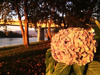 Close-up of flower tree by water