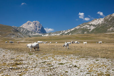 Scenic view of landscape with mountains in background