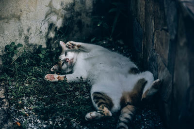 View of a cat lying on plants