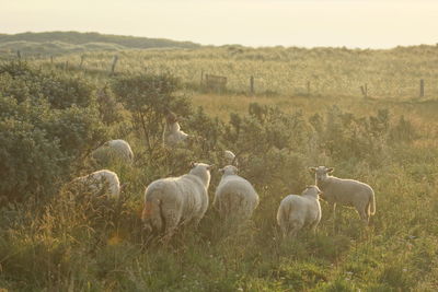 Sheep on field