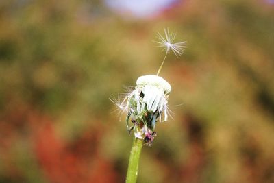 Close-up of dandelion flower