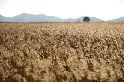 Scenic view of rural landscape
