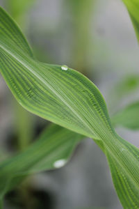 Close-up of wet leaf