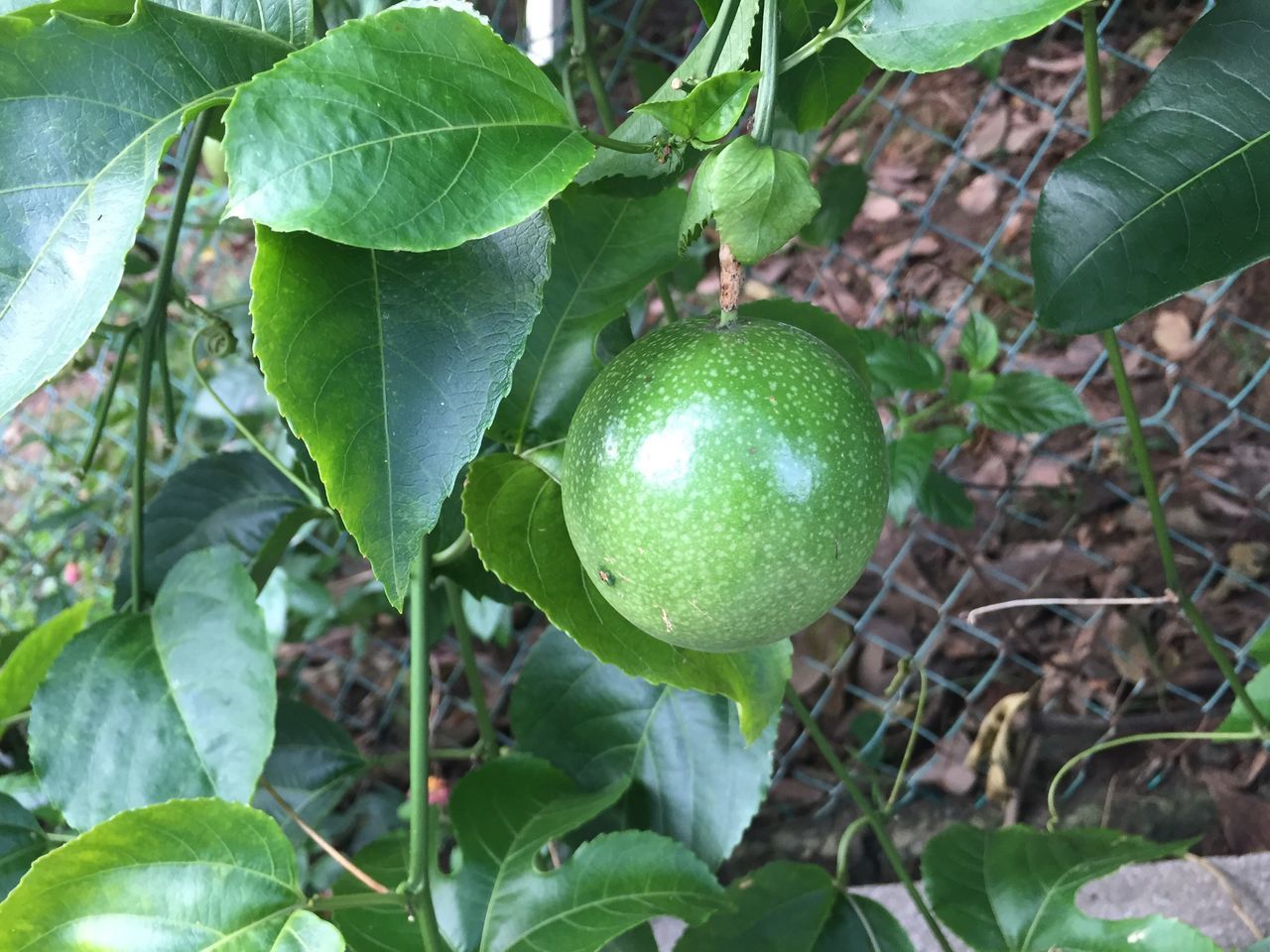 CLOSE-UP OF FRUIT TREE