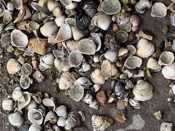 Full frame shot of shells