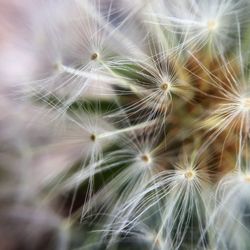 Close-up of dandelion on plant