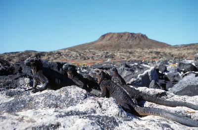 Marine iguanas on rocky field by mountain against clear blue sky