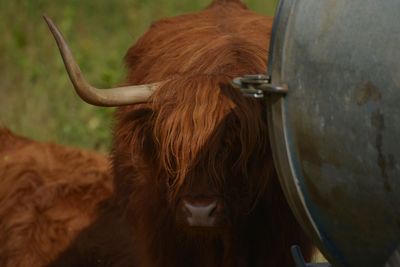 Highland cattle by metal container