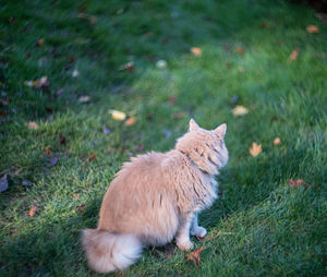 Tabby cat sitting in the yard pet enjoying being outside cute cat relaxing outdoor siberian race