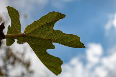 Low angle view of leaves against sky