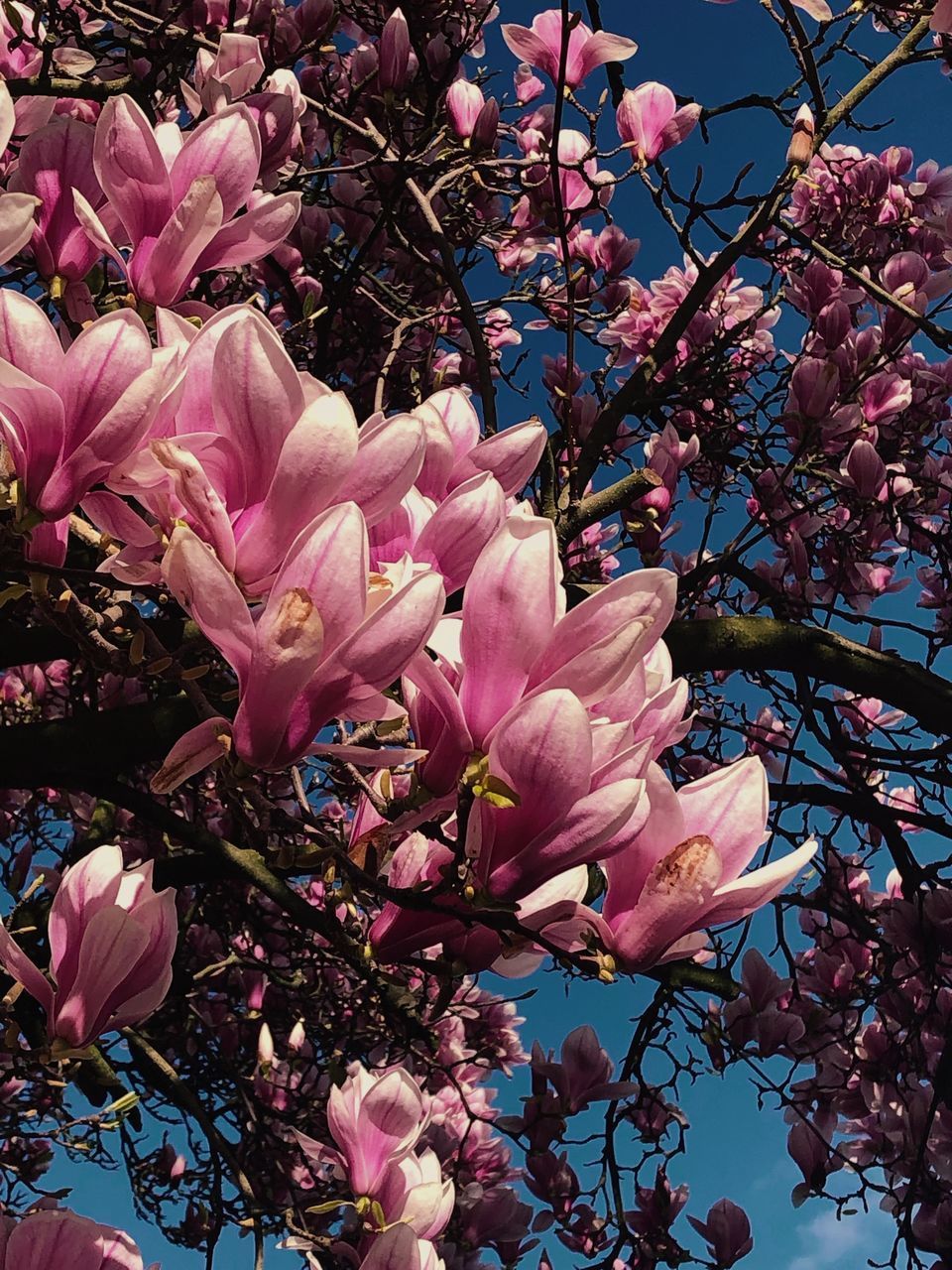 CLOSE-UP OF FRESH PINK CHERRY BLOSSOM