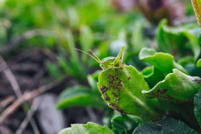 Close-up of fresh green plant