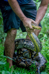 A big and ferocious python catches snakes by hand, beautiful striped boa in a fertile forest.