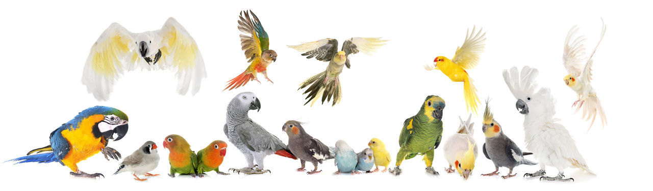 CLOSE-UP OF BIRDS ON WHITE BACKGROUND