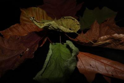 Close-up of leaves