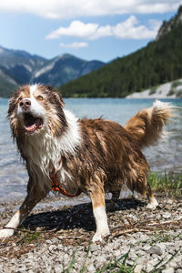 Dog standing in a lake