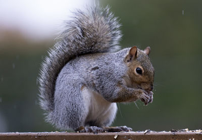 Close-up of squirrel