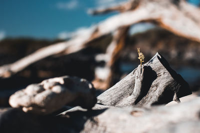 Close-up of dry leaf on rock