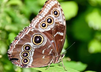 Close-up of butterfly perching on leaf