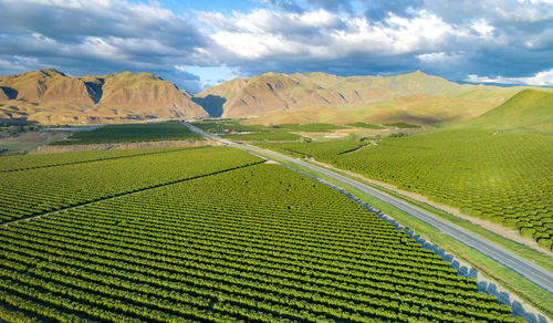 Olive plantation in bakersfield, california. beautiful sunset light