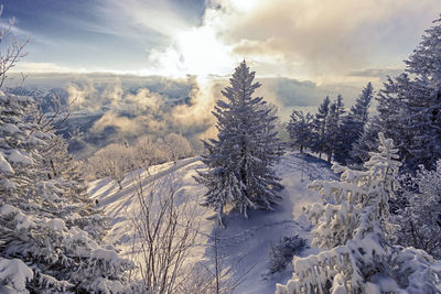 Snow covered pine trees against sky